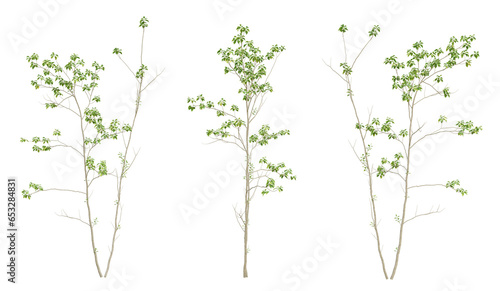 Set of 3d tree green birch on transparent background  landscape design.
