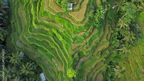Tegallalang Rice Terrace, Bali, Indonesia - 24th May 2022: The Tegallalang Rice Terraces in Ubud are famous for their beautiful scenes of rice paddies and their innovative irrigation system.