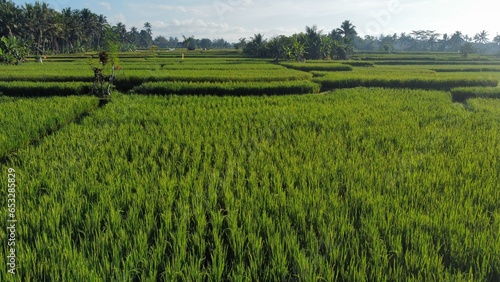 Kajeng Rice Field, Bali, Indonesia - 21st May 2022: 
These rice paddies in Bali offer a tremendous panoramic view as every farming square has a converging seam that separates it from the next.