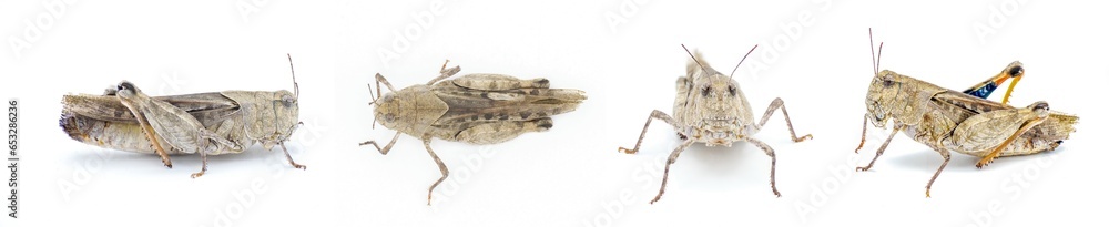 Orange winged Grasshopper - Pardalophora phoenicoptera - very large ...