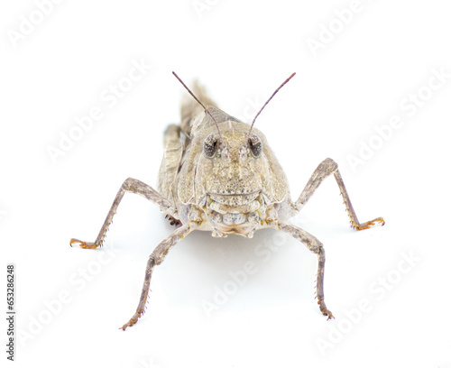 Orange winged Grasshopper - Pardalophora phoenicoptera - very large grey color insect with blue orange yellow black inside colors of back leg drumstick.  Front face view Isolated on white background photo