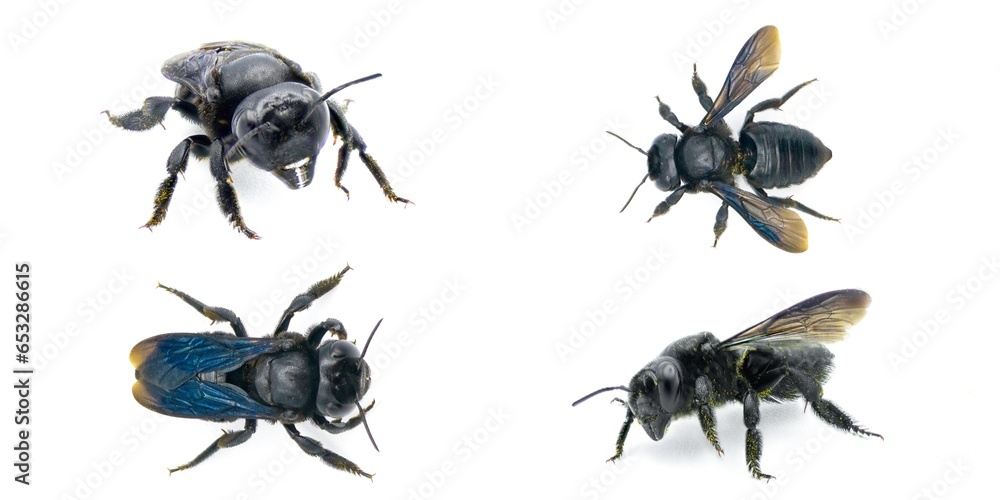 carpenter mimic leafcutter bee - Megachile xylocopoides - named for its superficial similarity to the carpenter bee genus Xylocopa. black blue iridescence isolated on white background four views - obrazy, fototapety, plakaty 
