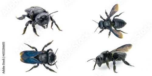 carpenter mimic leafcutter bee - Megachile xylocopoides - named for its superficial similarity to the carpenter bee genus Xylocopa. black blue iridescence isolated on white background four views © Chase D’Animulls