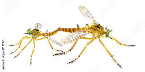 Mating pair male and female robber fly robberflies or robber flies - Diogmites esuriens - in the family Asilidae isolated on white background side profile view photo