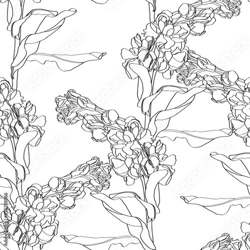 Flowers and branches Matthiola incana. Seamless pattern. Line painting medicinal, perfumery and cosmetic plants. Wallpaper. Use printed materials, signs, posters, postcards.
