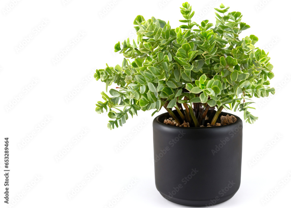 Botanical Beauty: Tiny Potted Plant Thrives in a Tree Pot, Showcased Against a Pure White Background Botanical Beauty: Tiny Potted Plant Thrives in a Tree Pot, Showcased Against a Pure White Background