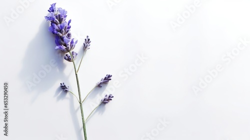 Lavender flowers on white background