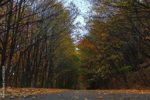 Autumnal road with colorful trees.
