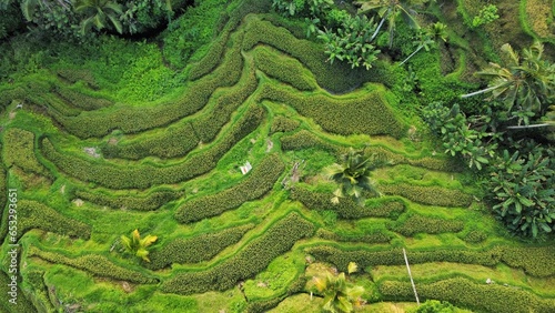 Tegallalang Rice Terrace, Bali, Indonesia - 24th May 2022: The Tegallalang Rice Terraces in Ubud are famous for their beautiful scenes of rice paddies and their innovative irrigation system.