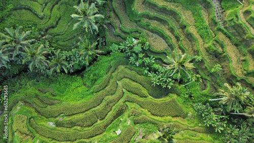 Tegallalang Rice Terrace, Bali, Indonesia - 24th May 2022: The Tegallalang Rice Terraces in Ubud are famous for their beautiful scenes of rice paddies and their innovative irrigation system.