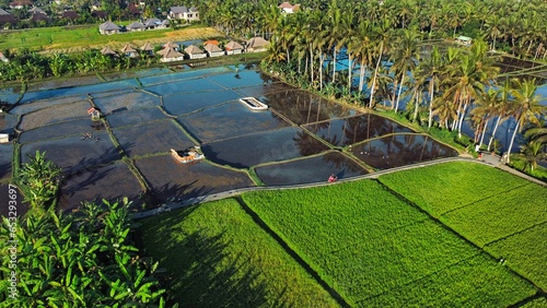 Kajeng Rice Field, Bali, Indonesia - 21st May 2022: 
These rice paddies in Bali offer a tremendous panoramic view as every farming square has a converging seam that separates it from the next.