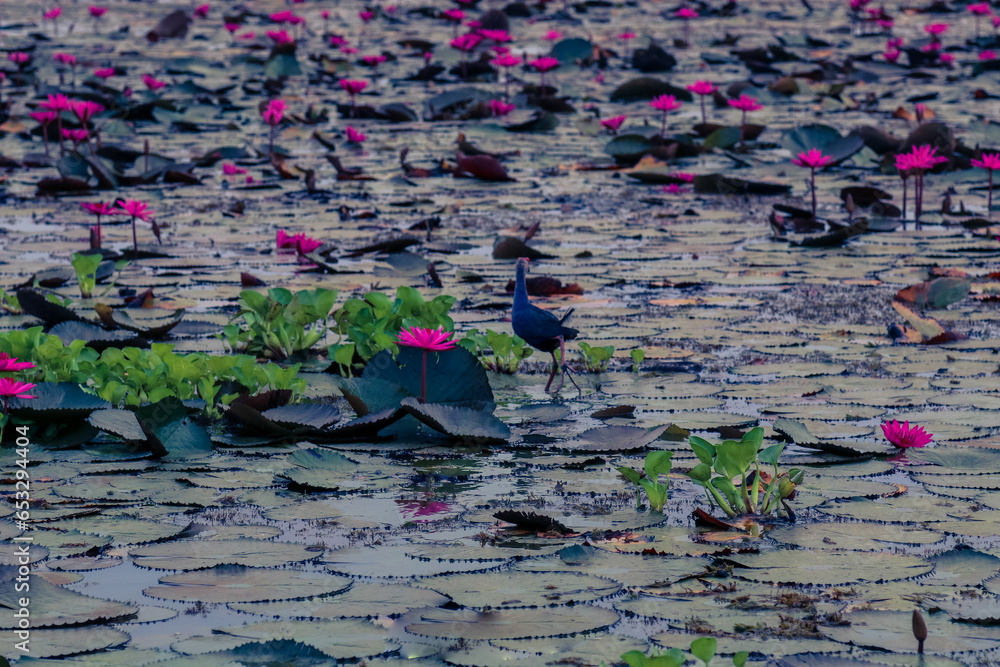Nature Lotus park in Thailand Nature Lotus park in Thailand
