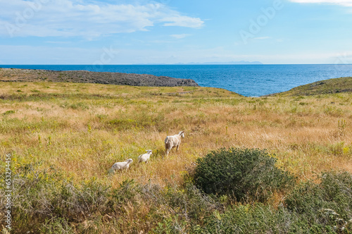 Sheeps grazing in Menorca  Spain.