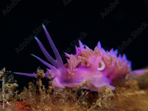 Nudibranch Flabellina affinis from Cyprus