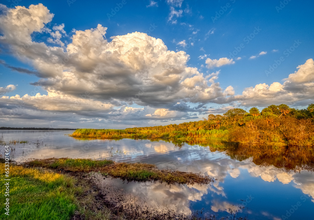 Fototapeta premium Late afternoon light the shoreline of Upper Myakka Lake in Myakka River State Park in Sarasota Florida USA
