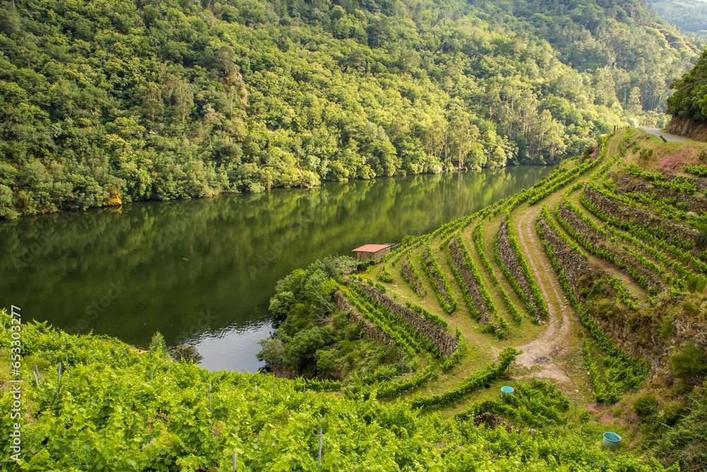 Green vineyards cultivated on terraces in the forest valley of a beautiful river. Ribeira Sacra. Miño river cañón. A Cova