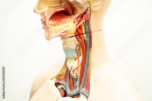 The throat, pharynx and larynx model anatomy for medical training course, teaching medicine education. photo