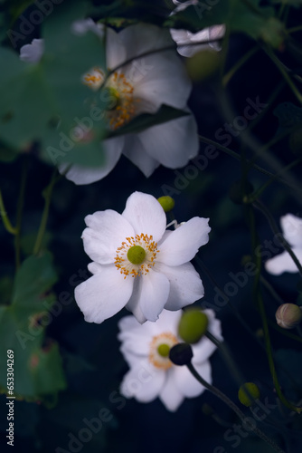 Japanese anemones flowers  in the garden 