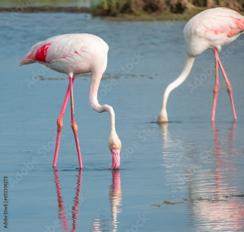 Pink flamingos searching for food