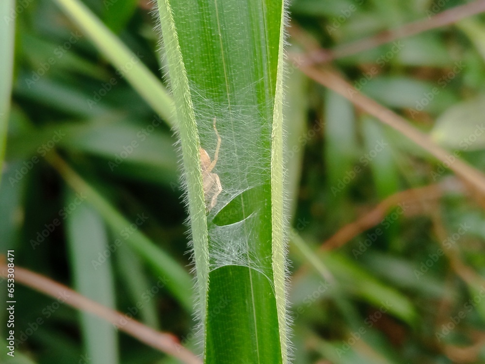 Araña de pasto