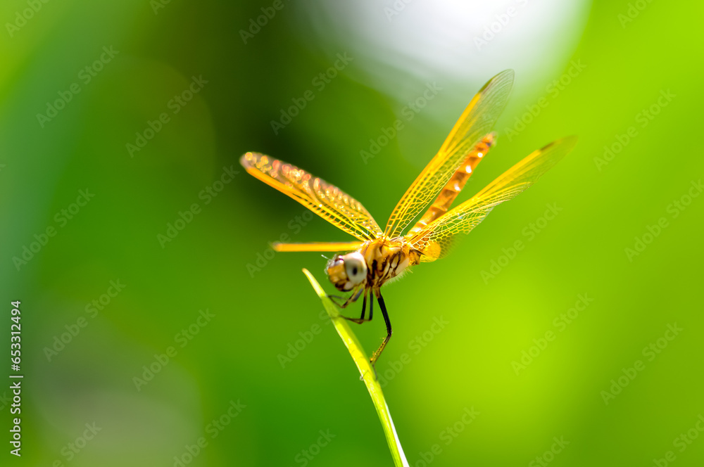 A yellow dragonfly sits on a green branch. Macro A yellow dragonfly sits on a green branch. Macro