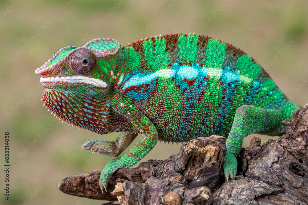 Obraz premium green chameleon on a branch