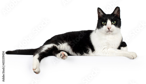 Black and white house cat, laying down side ways, paws hanging over edge, looking towards camera, isolated on a white background