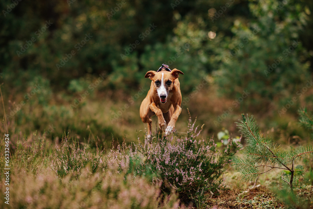 Whippet chart angielski skacze przez wrzosy w lesie