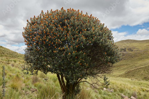 Arbol de Qeuña