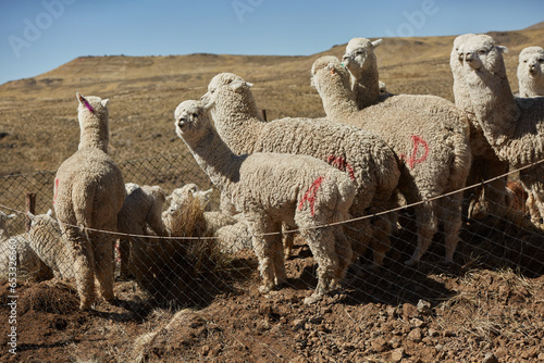 Alpacas