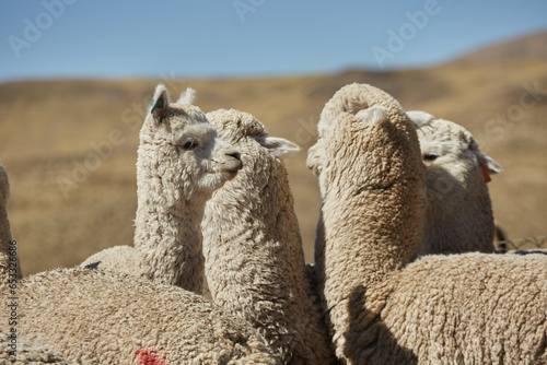 Alpacas