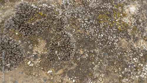 Lichenized fungi in close-up. Stone moss, close-up view photo