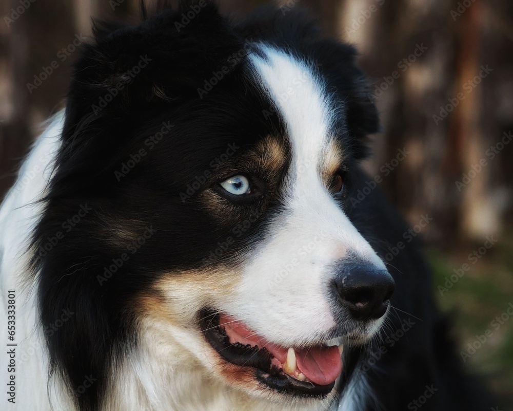 a dog that has a different eye each,  a dog with a blue eye, big dog