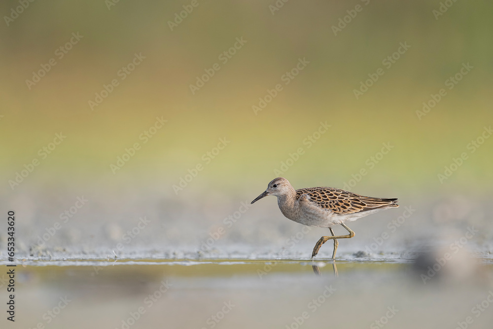 The ruff at sunrise, fine art portrait in the autumn season (Calidris pugnax) The ruff at sunrise, fine art portrait in the autumn season (Calidris pugnax)