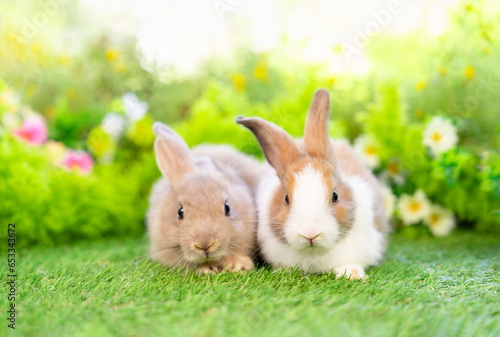 potrait two brown bunny sitting on grasses, young cute rabbit in nature