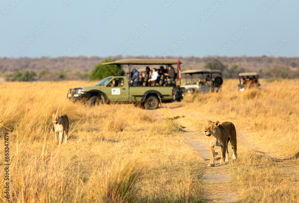 Lionesse walk along the road against the background of a car with tourists. Africa. - obrazy, fototapety, plakaty 
