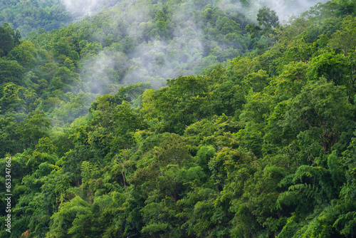 Various species of trees lush in the mountain forests with fog after rain.