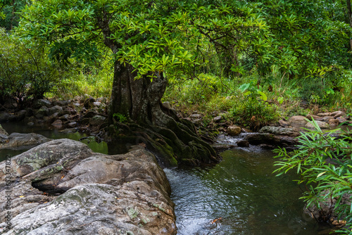 A small waterfall beside a large tree flows down a stream  surrounded by trees in the mountain forest.