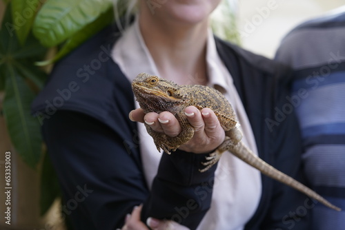 The eastern bearded dragon (Pogona barbata), also known as common bearded dragon or simply bearded lizard, is an agamid lizard found in wooded parts of Australia. photo