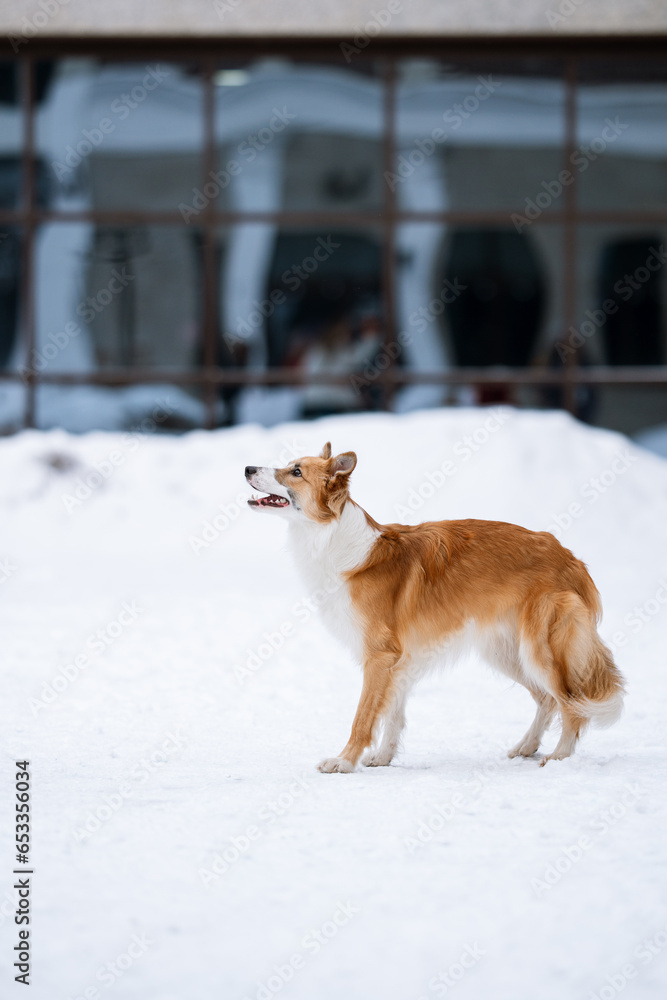 Dog Portrait - Young Red Border Collie Staying outdoors at winter season