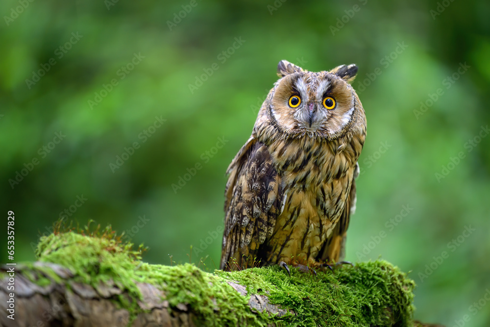 A barn owl sits on a mossy tree trunk. A barn owl sits on a mossy tree trunk.