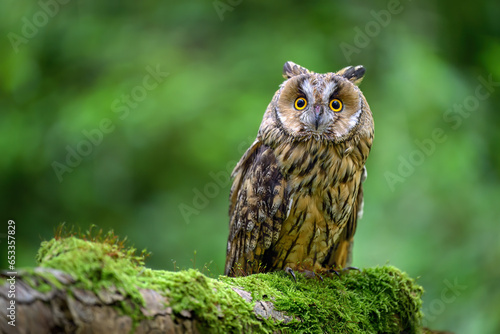 A barn owl sits on a mossy tree trunk.