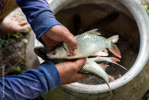 Fish in hand photo