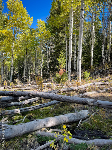 autumn in the woods