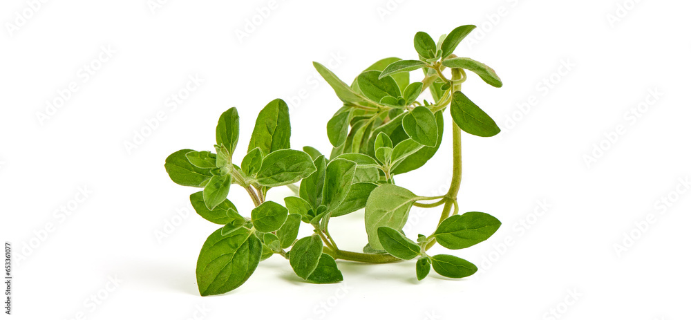 Fresh sweet marjoram herb, isolated on the white background. Fresh sweet marjoram herb, isolated on the white background.