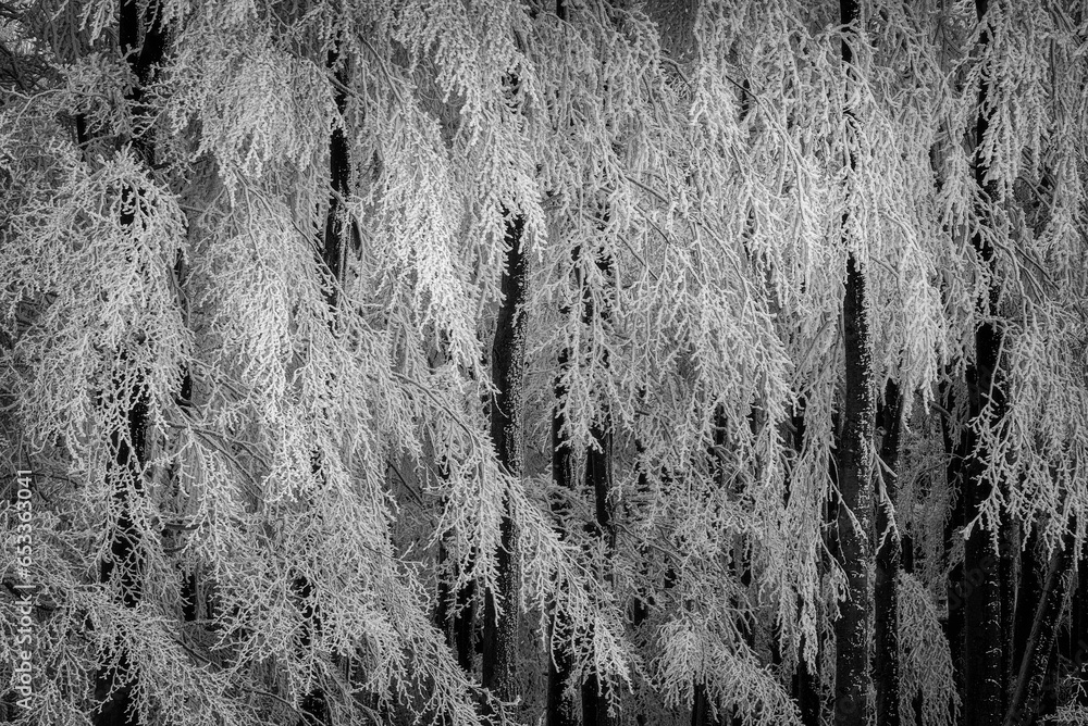 Spruce trees growing close to each other in winter Spruce trees growing close to each other in winter