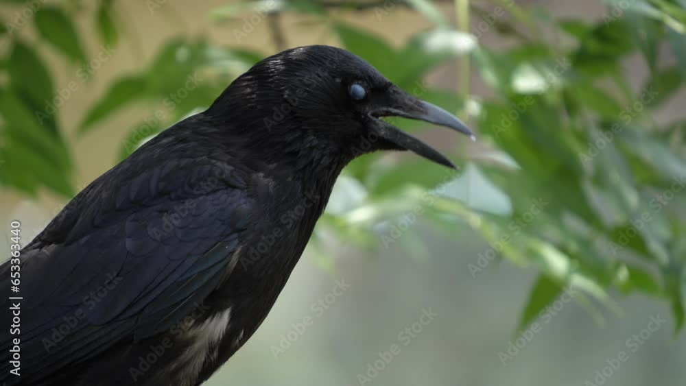 Close view of raven looking around with an open beak Close view of raven looking around with an open beak