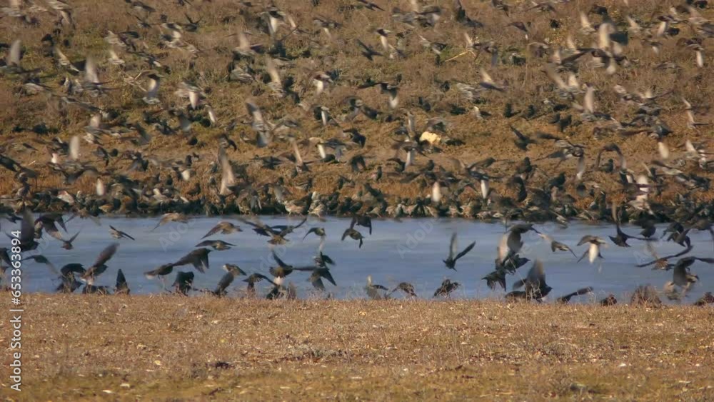 A giant flock of Common starling (Sturnus vulgaris) lands on the banks of a frozen river. A giant flock of Common starling (Sturnus vulgaris) lands on the banks of a frozen river.
