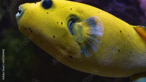 Close view of a yellow doted box puffer fish swimming around underwater photo