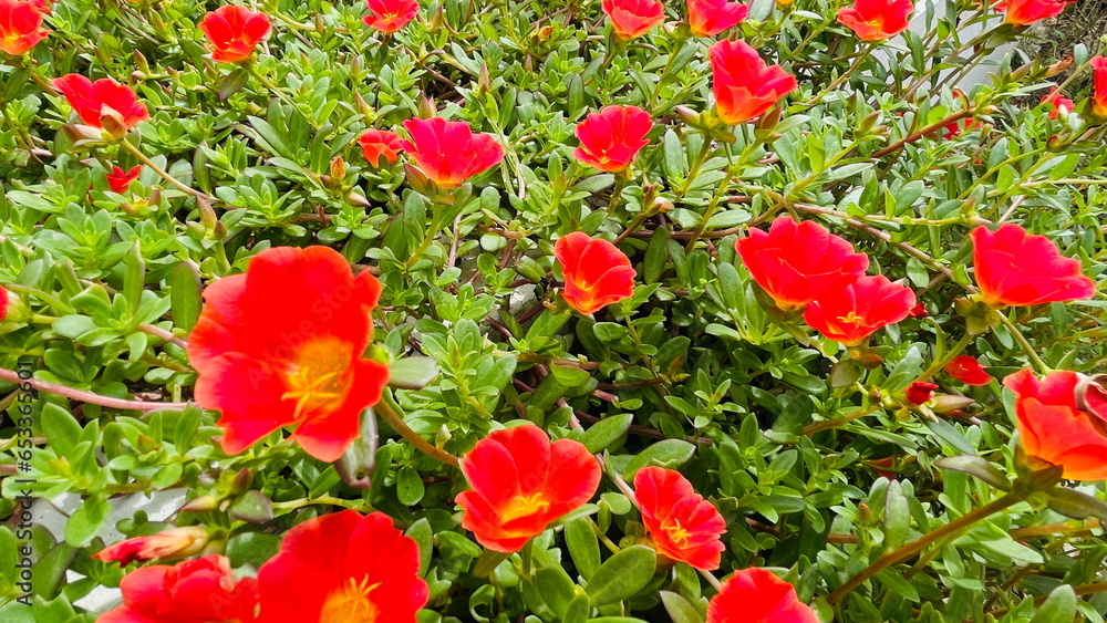 Bright red flowers amidst green nature background